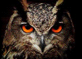 bird of traveler wisdom